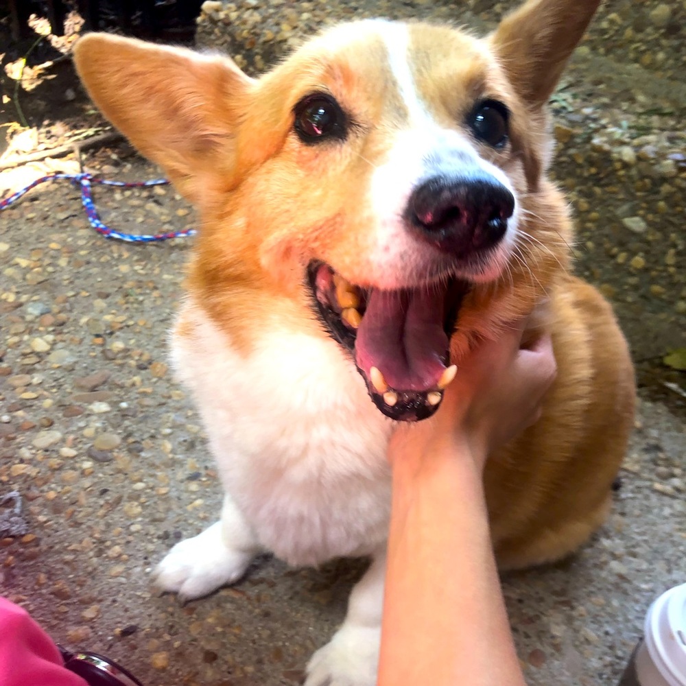 Meet your Posher, Greery